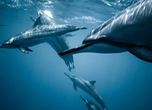 蘑菇影视在线观看盘点：热点事件9个隐藏信号，大V上榜理由极其令人情不自禁